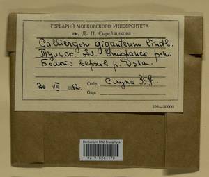 Calliergon giganteum (Schimp.) Kindb., Гербарий мохообразных, Мхи - Центральное Нечерноземье (B6) (Россия)