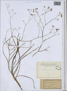 Bupleurum rigidum subsp. paniculatum (Brot.) H. Wolff, Западная Европа (EUR) (Португалия)