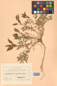 Остролодочник выставляющийся Jurtzev, Сибирь, Чукотка и Камчатка (S7) (Россия)