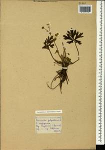 Ranunculus polyanthemos subsp. meyerianus (Rupr.) Elenevsky & Derv.-Sokol., Кавказ, Армения (K5) (Армения)