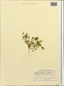 Люцерна многообразная L., Кавказ, Азербайджан (K6) (Азербайджан)