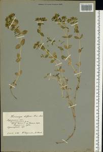 Минуарция раскидистая, Восточная Европа, Северный район (E1) (Россия)