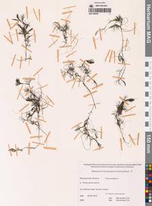 Лютик волосолистный, Шелковник волосолистный Chaix, Сибирь, Чукотка и Камчатка (S7) (Россия)