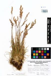 Koeleria subalpestris (Hartm.) Barberá, Quintanar, Soreng & P.M.Peterson, Сибирь, Прибайкалье и Забайкалье (S4) (Россия)