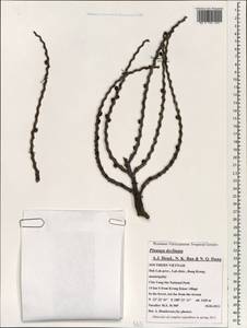 Pinanga declinata A.J.Hend., N.K.Ban & N.Q.Dung, Зарубежная Азия (ASIA) (Вьетнам)