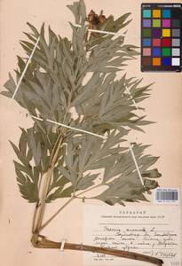 Пион уклоняющийся, Марьин корень L., Восточная Европа, Восточный район (E10) (Россия)