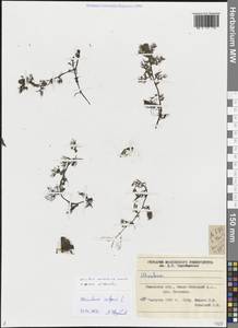 Пузырчатка крупнокорневая Leconte, Сибирь, Западная Сибирь (S1) (Россия)