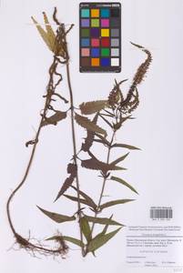 Вероника длиннолистная L., Восточная Европа, Московская область и Москва (E4a) (Россия)