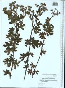 Курильский чай кустарниковый (L.) Rydb., Восточная Европа, Центральный район (E4) (Россия)