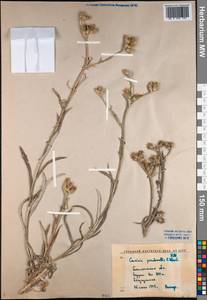 Кузиния ложномягкая C. Winkl., Средняя Азия и Казахстан, Сырдарьинские пустыни и Кызылкумы (M7) (Узбекистан)