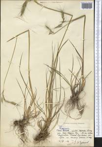 Житняк, Средняя Азия и Казахстан, Северный и Центральный Тянь-Шань (M4) (Киргизия)