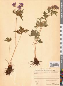 Герань волосистоцветковая DC., Сибирь, Чукотка и Камчатка (S7) (Россия)