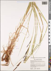 Осока водяная Wahlenb., Восточная Европа, Северный район (E1) (Россия)