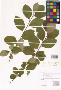 Sorbaronia × fallax C.K.Schneid., Восточная Европа, Центральный район (E4) (Россия)