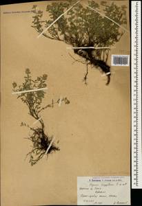 Чабрец Кочи Boiss. & Hohen., Кавказ, Армения (K5) (Армения)