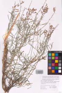 Astragalus astrachanicus Sytin & Laktionov, Восточная Европа, Нижневолжский район (E9) (Россия)