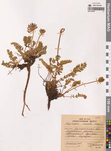 Остролодочник, Сибирь, Чукотка и Камчатка (S7) (Россия)