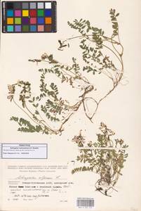 Astragalus alpinus var. alpinus, Кавказ, Северная Осетия, Ингушетия и Чечня (K1c) (Россия)