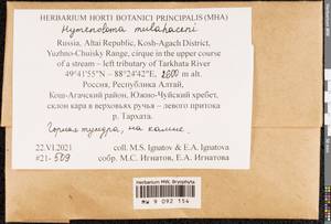 Hymenoloma mulahaceni (Höhn.) Ochyra, Гербарий мохообразных, Мхи - Западная Сибирь (включая Алтай) (B15) (Россия)