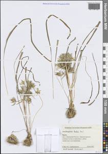 Птицемлечник Коха (Parl.) Zahar., Крым (KRYM) (Россия)