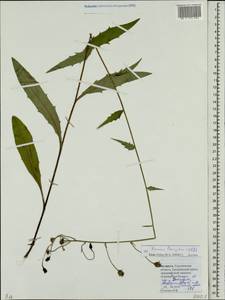 Ястребинка сглаженная Willd., Восточная Европа, Белоруссия (E3a) (Белоруссия)
