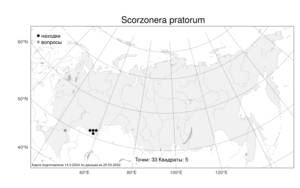 Scorzonera pratorum, Козелец луговой (Krasch.) Stankov, Атлас флоры России (FLORUS) (Россия)
