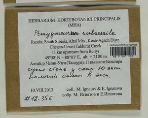 Pterygoneurum subsessile (Brid.) Jur., Гербарий мохообразных, Мхи - Западная Сибирь (включая Алтай) (B15) (Россия)