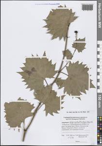 Ampelopsis vitifolia subsp. vitifolia, Средняя Азия и Казахстан, Памир и Памиро-Алай (M2) (Узбекистан)