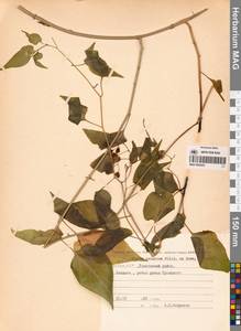 Паслен сладко-горький L., Сибирь, Якутия (S5) (Россия)