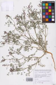 Дымянка Шлейхера Soy.-Will., Восточная Европа, Нижневолжский район (E9) (Россия)