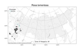 Rosa tomentosa, Шиповний войлочный, Роза войлочная Sm., Атлас флоры России (FLORUS) (Россия)