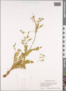 Жерушник болотный (L.) Besser, Сибирь, Дальний Восток (S6) (Россия)