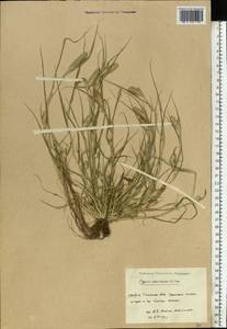 Sporobolus schoenoides (L.) P.M.Peterson, Восточная Европа, Восточный район (E10) (Россия)