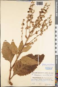 Коровяк Маршаллов Ivanina & Tzvelev, Восточная Европа, Северо-Украинский район (E11) (Украина)