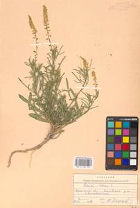 Резеда желтая L., Восточная Европа, Северо-Украинский район (E11) (Украина)