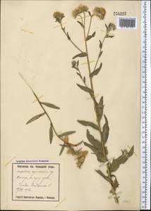 Pentanema britannicum (L.) D.Gut.Larr., Santos-Vicente, Anderb., E.Rico & M.M.Mart.Ort., Средняя Азия и Казахстан, Сырдарьинские пустыни и Кызылкумы (M7) (Узбекистан)