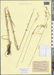 Трясунка средняя L., Кавказ, Армения (K5) (Армения)