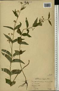 Vincetoxicum hirundinaria subsp. stepposum (Pobed.) Markgr., Восточная Европа, Восточный район (E10) (Россия)