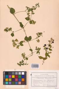 Волдырник ягодный (L.) Durande, Восточная Европа, Центральный лесостепной район (E6) (Россия)