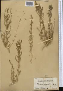 Pyankovia affinis (C. A. Mey. ex Schrenk) Mosyakin & Roalson, Средняя Азия и Казахстан, Северный и Центральный Тянь-Шань (M4) (Киргизия)