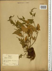 Лебеда лежачая, Лебеда простертая DC., Восточная Европа, Северо-Западный район (E2) (Россия)