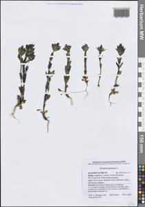 Сверция многолетняя L., Западная Европа (EUR) (Испания)