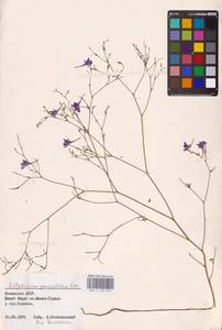 Delphinium consolida subsp. paniculatum (Host) N.Busch, Восточная Европа, Нижневолжский район (E9) (Россия)