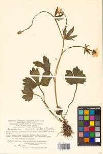 Ranunculus sulphureus subsp. sulphureus, Сибирь, Чукотка и Камчатка (S7) (Россия)