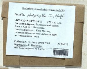 Porella platyphylla (L.) Pfeiff., Гербарий мохообразных, Мхи - Крым (B3a) (Россия)
