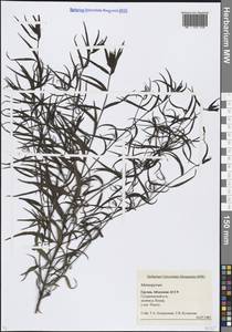 Марьянник, Кавказ, Абхазия (K4a) (Абхазия)