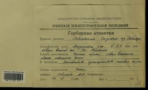 Aulacomnium turgidum (Wahlenb.) Schwägr., Гербарий мохообразных, Мхи - Чукотка и Камчатка (B21) (Россия)