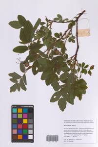 Шиповник майский Herrm., Восточная Европа, Московская область и Москва (E4a) (Россия)