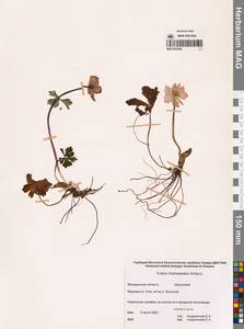 Купальница бумажночашелистиковая Schipcz., Сибирь, Чукотка и Камчатка (S7) (Россия)