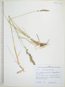 Вейник пурпурный (Trin.) Trin., Сибирь, Дальний Восток (S6) (Россия)